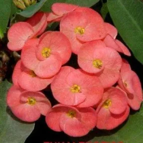 Brighten Your Home with the Vibrant Orange Euphorbia Milli Thai Hybrid Plant