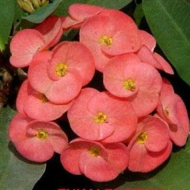 Brighten Your Home with the Vibrant Orange Euphorbia Milli Thai Hybrid Plant