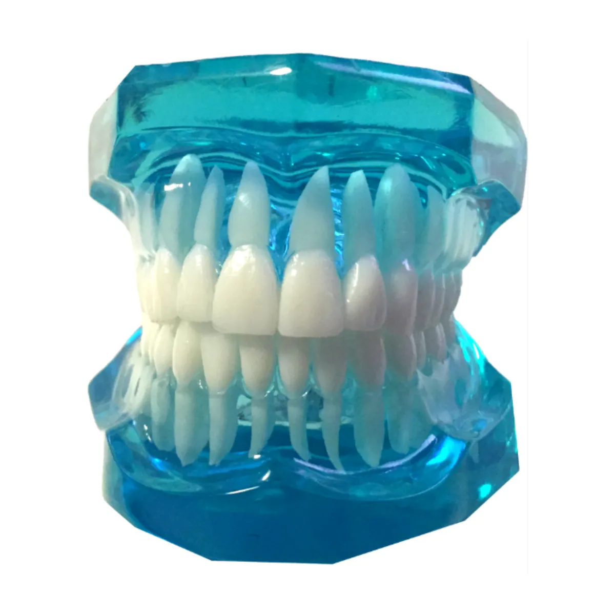 Dental Typodont