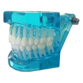 Dental Typodont